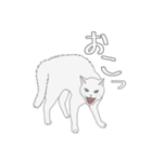 くせねこ（個別スタンプ：12）