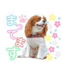 ブレンハイムのクレアちゃん（個別スタンプ：3）
