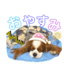 ブレンハイムのクレアちゃん（個別スタンプ：4）