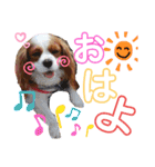 ブレンハイムのクレアちゃん（個別スタンプ：5）