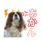 ブレンハイムのクレアちゃん（個別スタンプ：10）