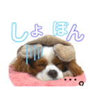 ブレンハイムのクレアちゃん（個別スタンプ：11）