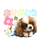 ブレンハイムのクレアちゃん（個別スタンプ：21）