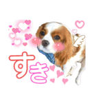 ブレンハイムのクレアちゃん（個別スタンプ：23）