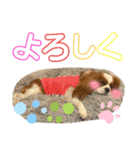 ブレンハイムのクレアちゃん（個別スタンプ：24）