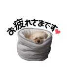 ぽこもことこ♡（個別スタンプ：12）