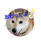 みんなと一緒✨（個別スタンプ：4）