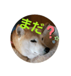 みんなと一緒✨（個別スタンプ：10）
