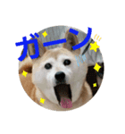 みんなと一緒✨（個別スタンプ：15）