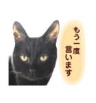 黒猫トムチ4（個別スタンプ：14）