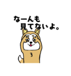 柴丸柴男（個別スタンプ：2）