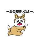 柴丸柴男（個別スタンプ：7）
