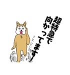 柴丸柴男（個別スタンプ：10）