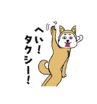 柴丸柴男（個別スタンプ：15）