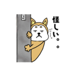 柴丸柴男（個別スタンプ：16）