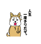 柴丸柴男（個別スタンプ：33）
