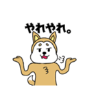 柴丸柴男（個別スタンプ：37）