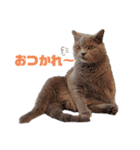 猫のそらさん＆うみちゃん（個別スタンプ：3）