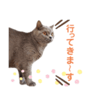 猫のそらさん＆うみちゃん（個別スタンプ：4）