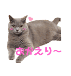 猫のそらさん＆うみちゃん（個別スタンプ：5）