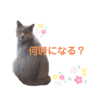 猫のそらさん＆うみちゃん（個別スタンプ：6）