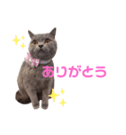猫のそらさん＆うみちゃん（個別スタンプ：8）