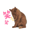 猫のそらさん＆うみちゃん（個別スタンプ：10）