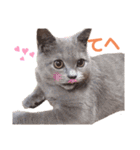 猫のそらさん＆うみちゃん（個別スタンプ：13）