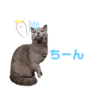 猫のそらさん＆うみちゃん（個別スタンプ：15）