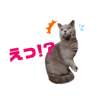 猫のそらさん＆うみちゃん（個別スタンプ：16）