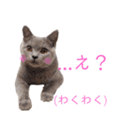 猫のそらさん＆うみちゃん（個別スタンプ：17）