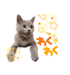 猫のそらさん＆うみちゃん（個別スタンプ：20）