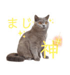 猫のそらさん＆うみちゃん（個別スタンプ：21）