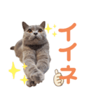 猫のそらさん＆うみちゃん（個別スタンプ：22）