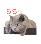 猫のそらさん＆うみちゃん（個別スタンプ：25）