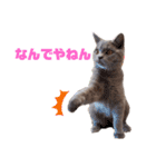 猫のそらさん＆うみちゃん（個別スタンプ：30）