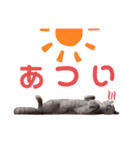 猫のそらさん＆うみちゃん（個別スタンプ：31）