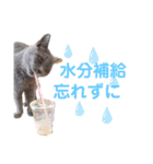猫のそらさん＆うみちゃん（個別スタンプ：32）