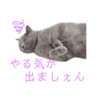 猫のそらさん＆うみちゃん（個別スタンプ：34）