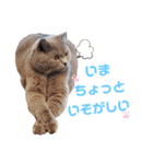 猫のそらさん＆うみちゃん（個別スタンプ：37）