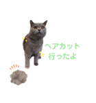 猫のそらさん＆うみちゃん（個別スタンプ：38）