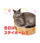 猫のそらさん＆うみちゃん（個別スタンプ：39）