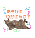 猫のそらさん＆うみちゃん（個別スタンプ：40）