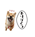 柴犬れんくん(日常会話)（個別スタンプ：1）