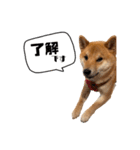 柴犬れんくん(日常会話)（個別スタンプ：2）