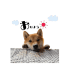 柴犬れんくん(日常会話)（個別スタンプ：4）