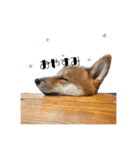 柴犬れんくん(日常会話)（個別スタンプ：5）