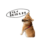 柴犬れんくん(日常会話)（個別スタンプ：6）