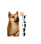 柴犬れんくん(日常会話)（個別スタンプ：7）