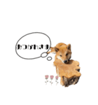 柴犬れんくん(日常会話)（個別スタンプ：8）